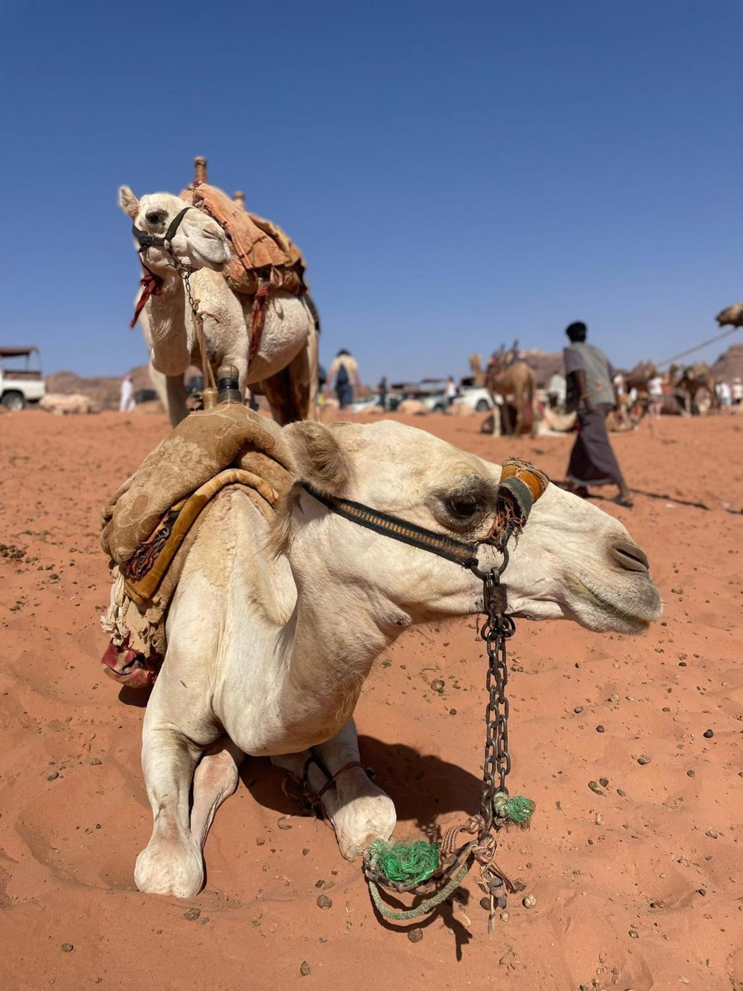 Enad Desert Camp Rum vádi Kültér fotó